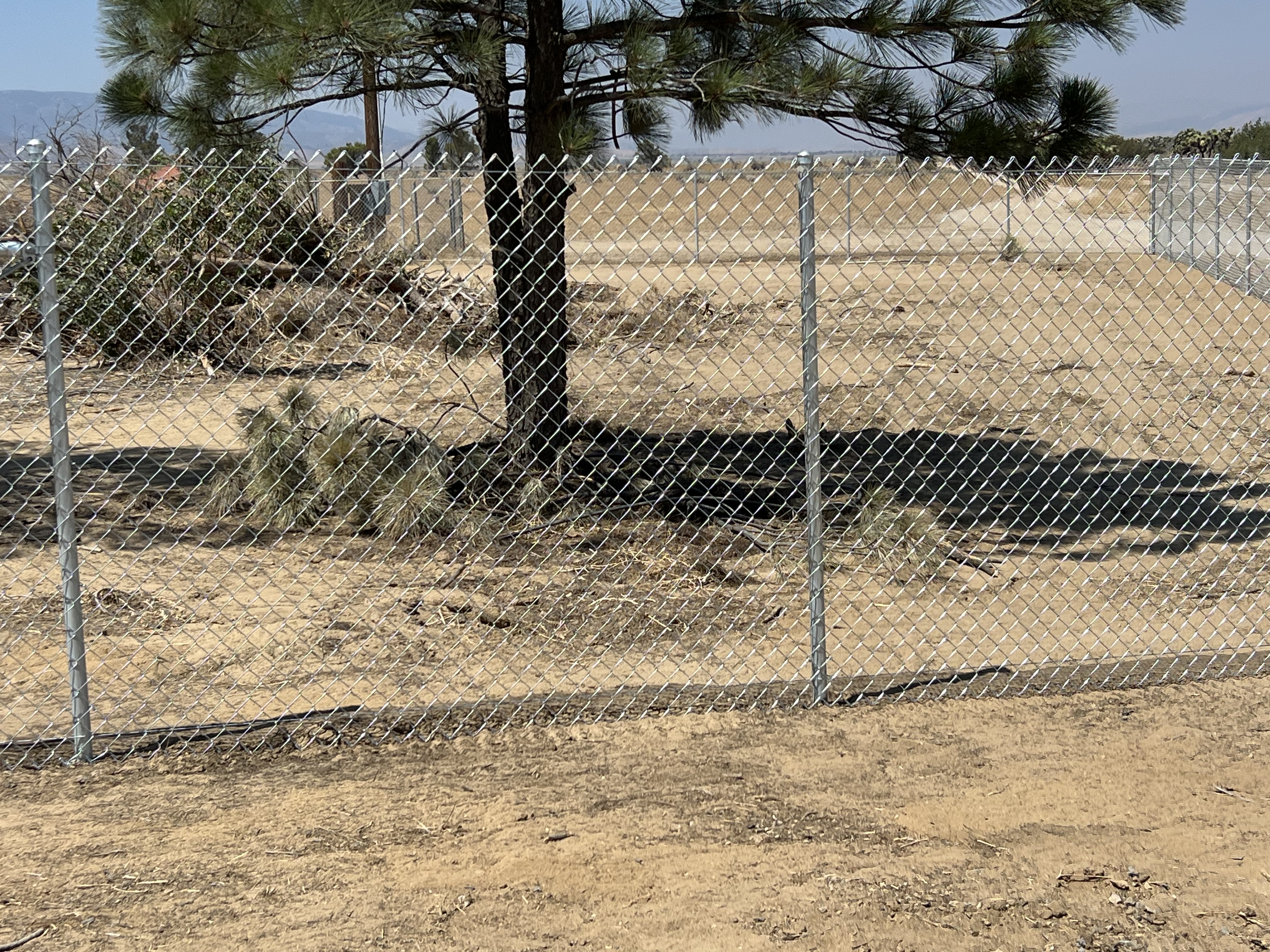 Chain-link perimeter fence across open desert land — pine tree and mountain backdrop