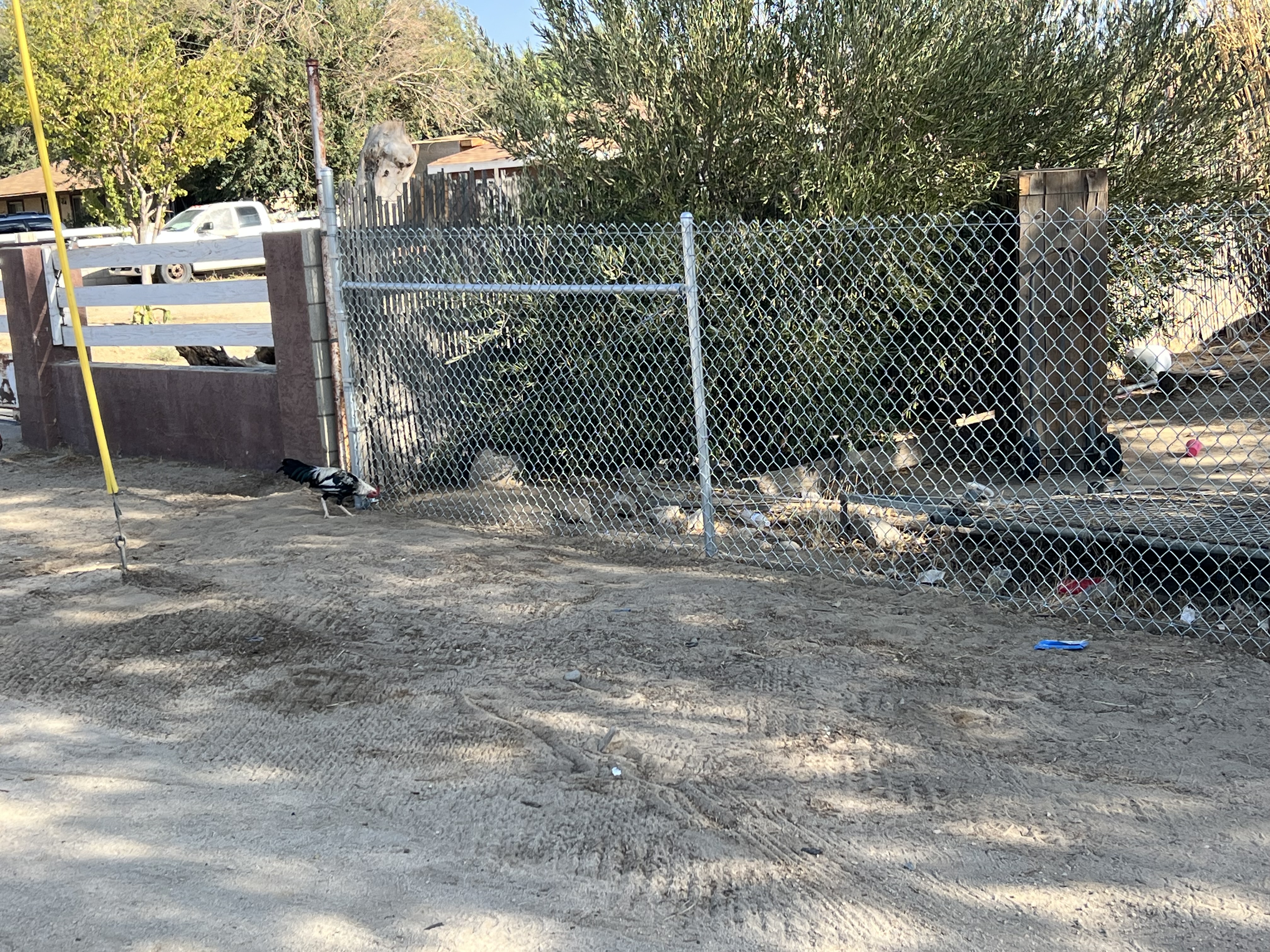Chain-link fence section — residential yard with chickens and mature trees